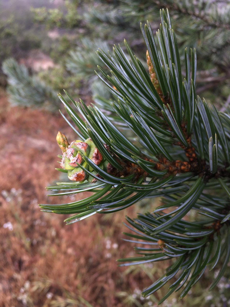 Parry Pinyon photo 2