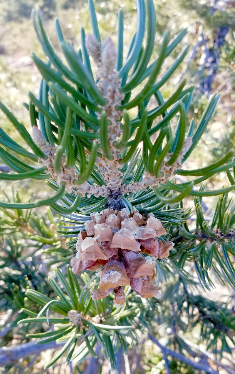 Parry Pinyon photo 3