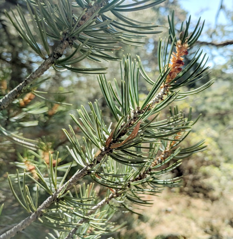 Parry Pinyon photo 4