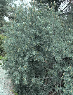 Parry Pinyon