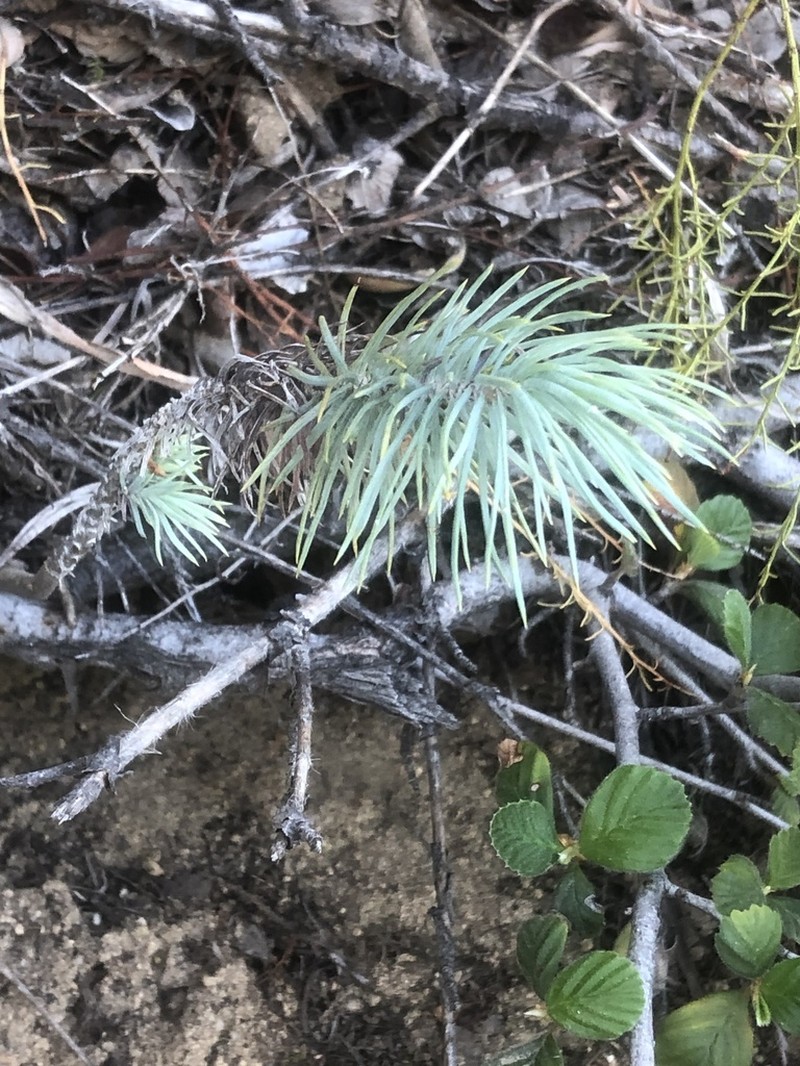 Parry Pinyon photo 2