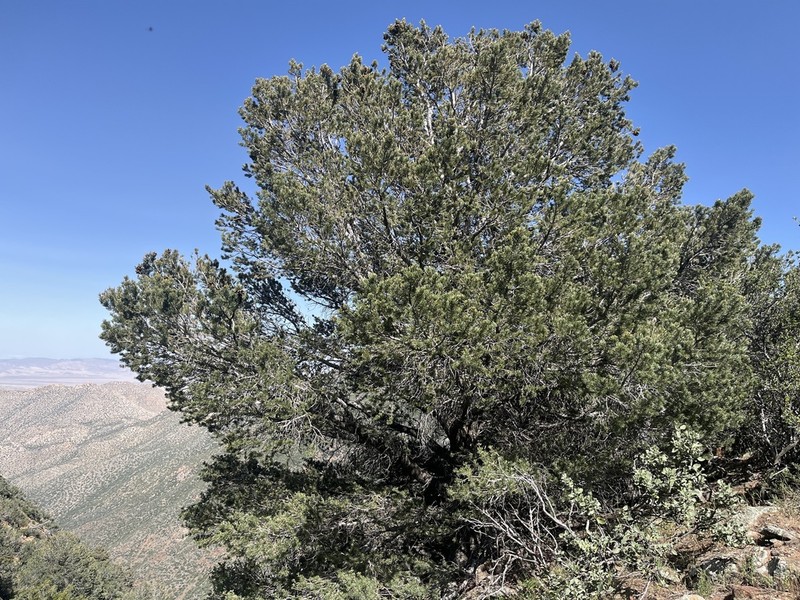 Parry Pinyon photo 3