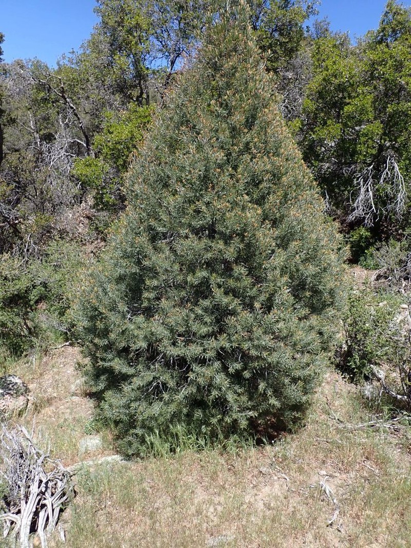 Parry Pinyon photo 4