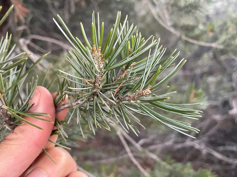 Parry Pinyon photo 5