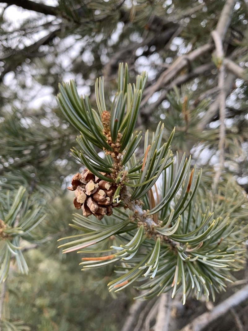 Parry Pinyon photo 6