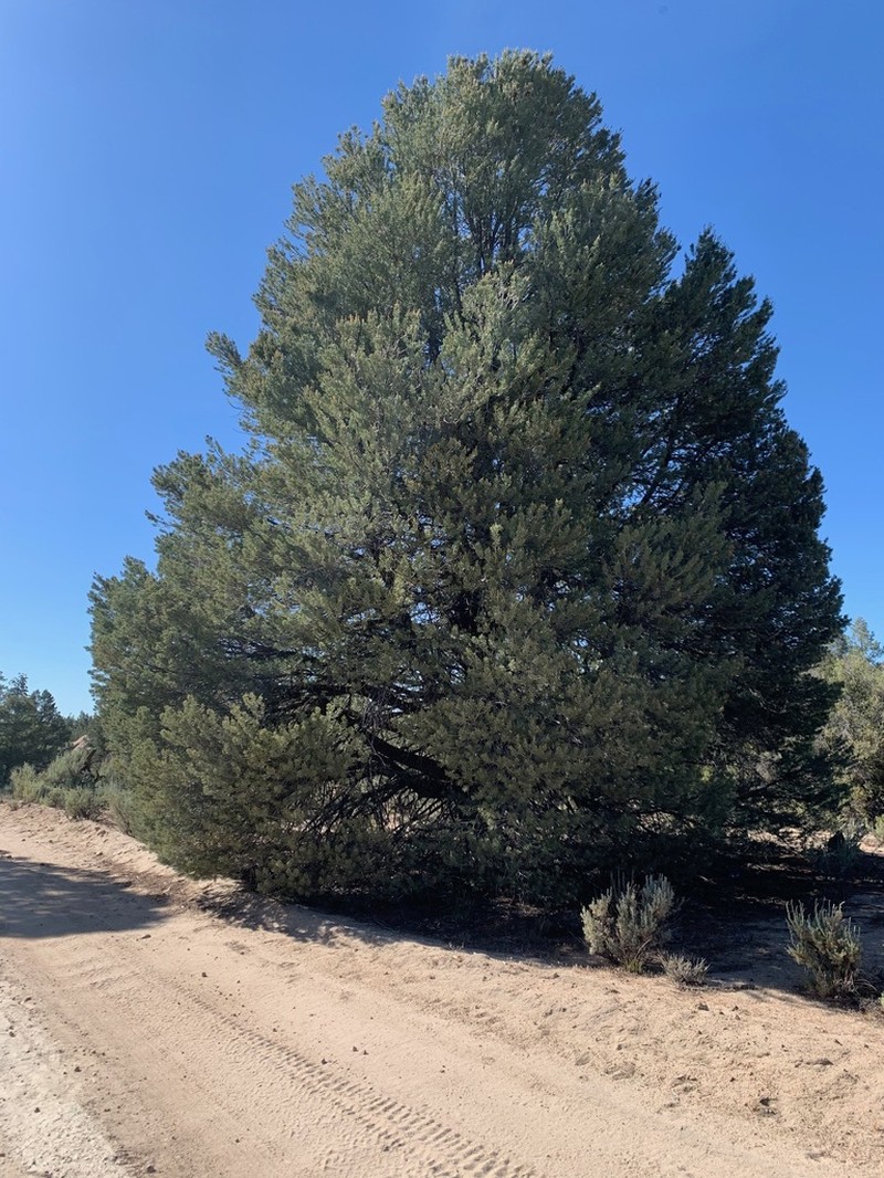 Parry Pinyon photo 7