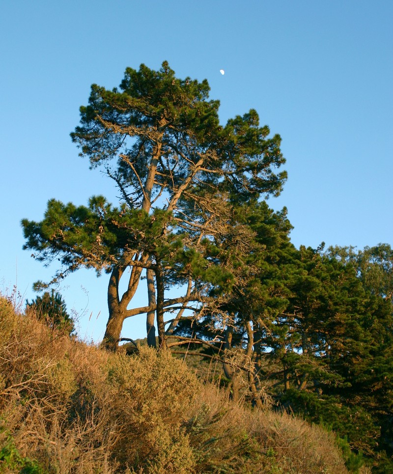Pinus radiata var. binata