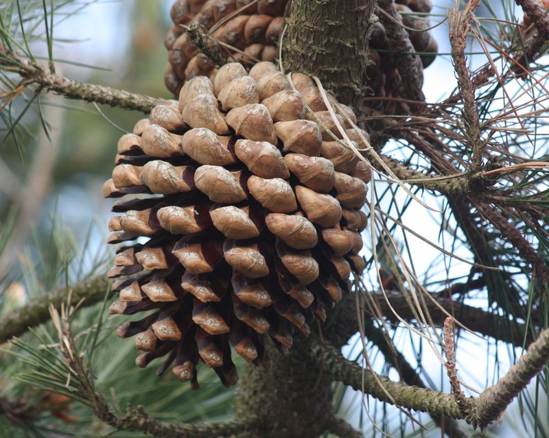 Pinus radiata var. binata photo 2