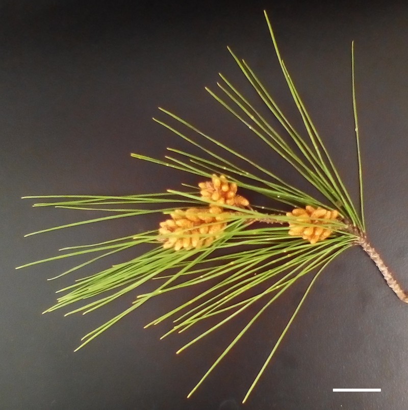 Pinus radiata var. binata photo 3
