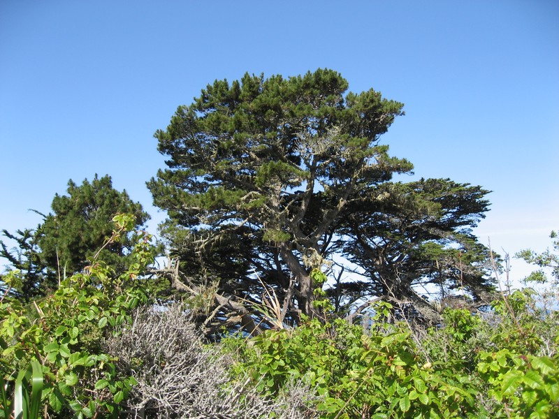 Pinus radiata var. binata photo 4