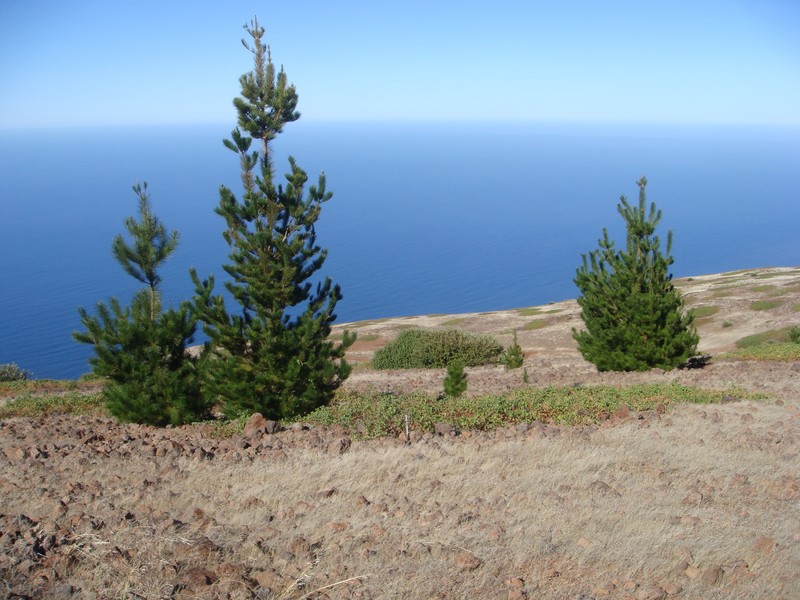 Pinus radiata var. binata photo 5
