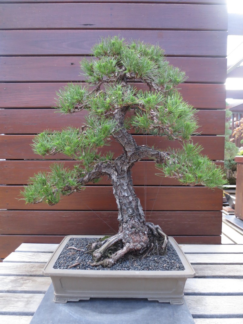 Pinus radiata var. binata photo 6