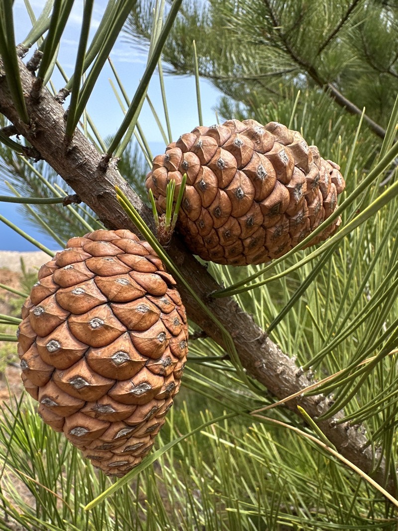 Pinus radiata var. binata photo 7