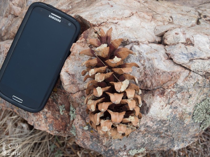 Pinus reflexa photo 2