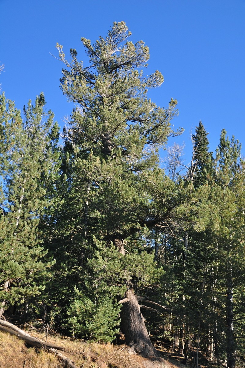 Pinus reflexa photo 3