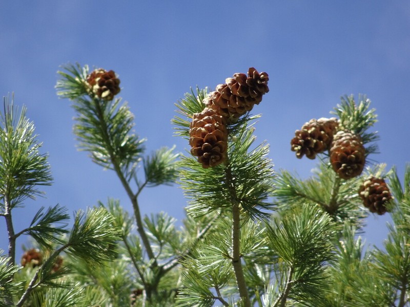 Pinus reflexa photo 4