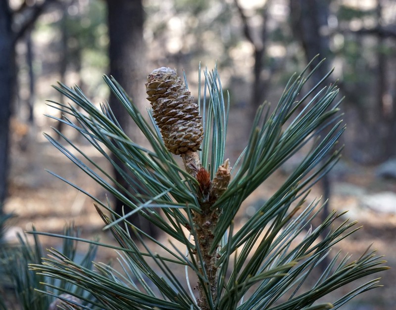 Pinus reflexa photo 5
