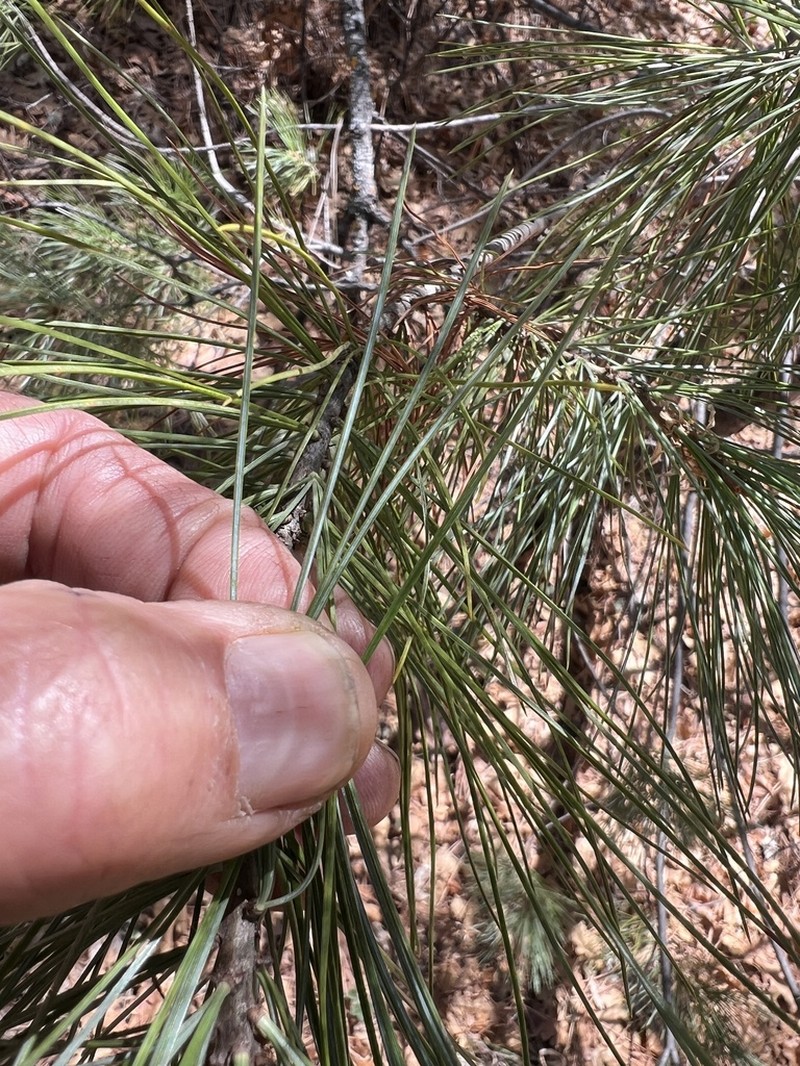 Pinus reflexa photo 6