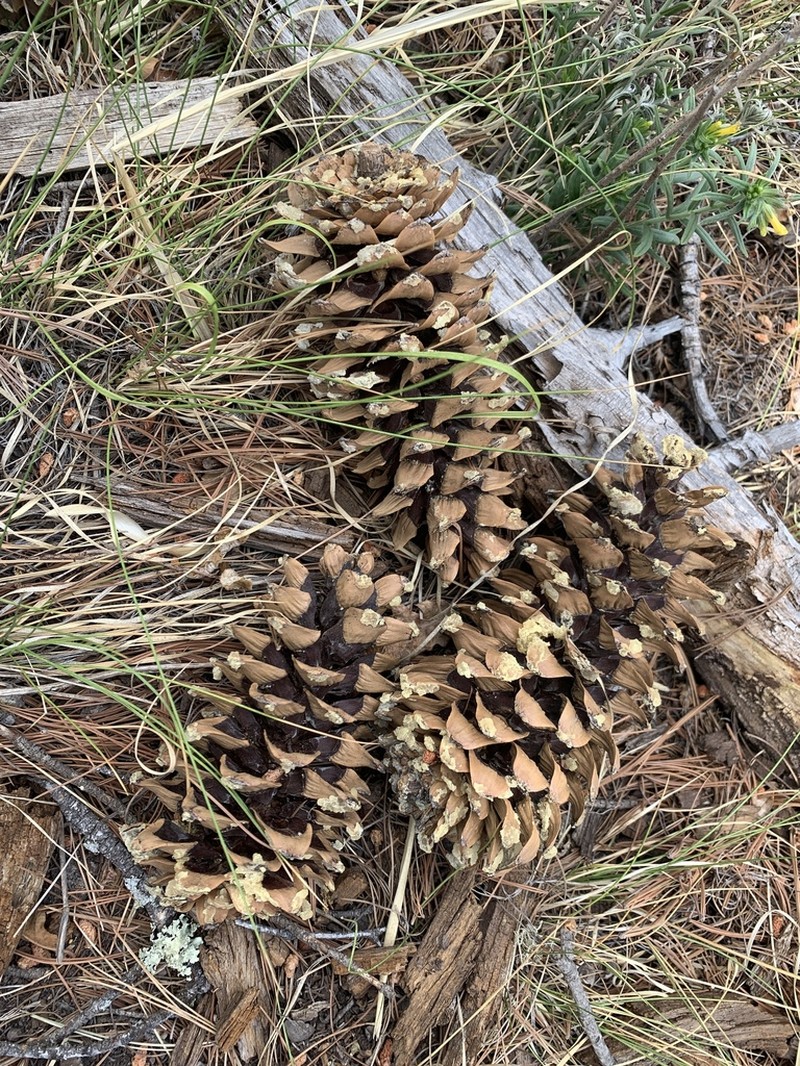 Pinus reflexa photo 7
