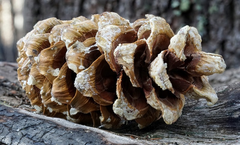 Pinus reflexa photo 8
