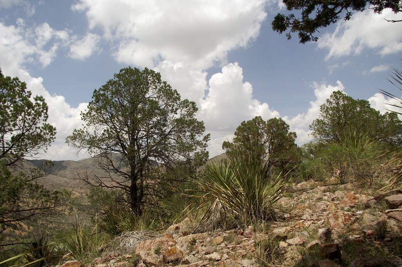 Papershell Pinyon photo 2