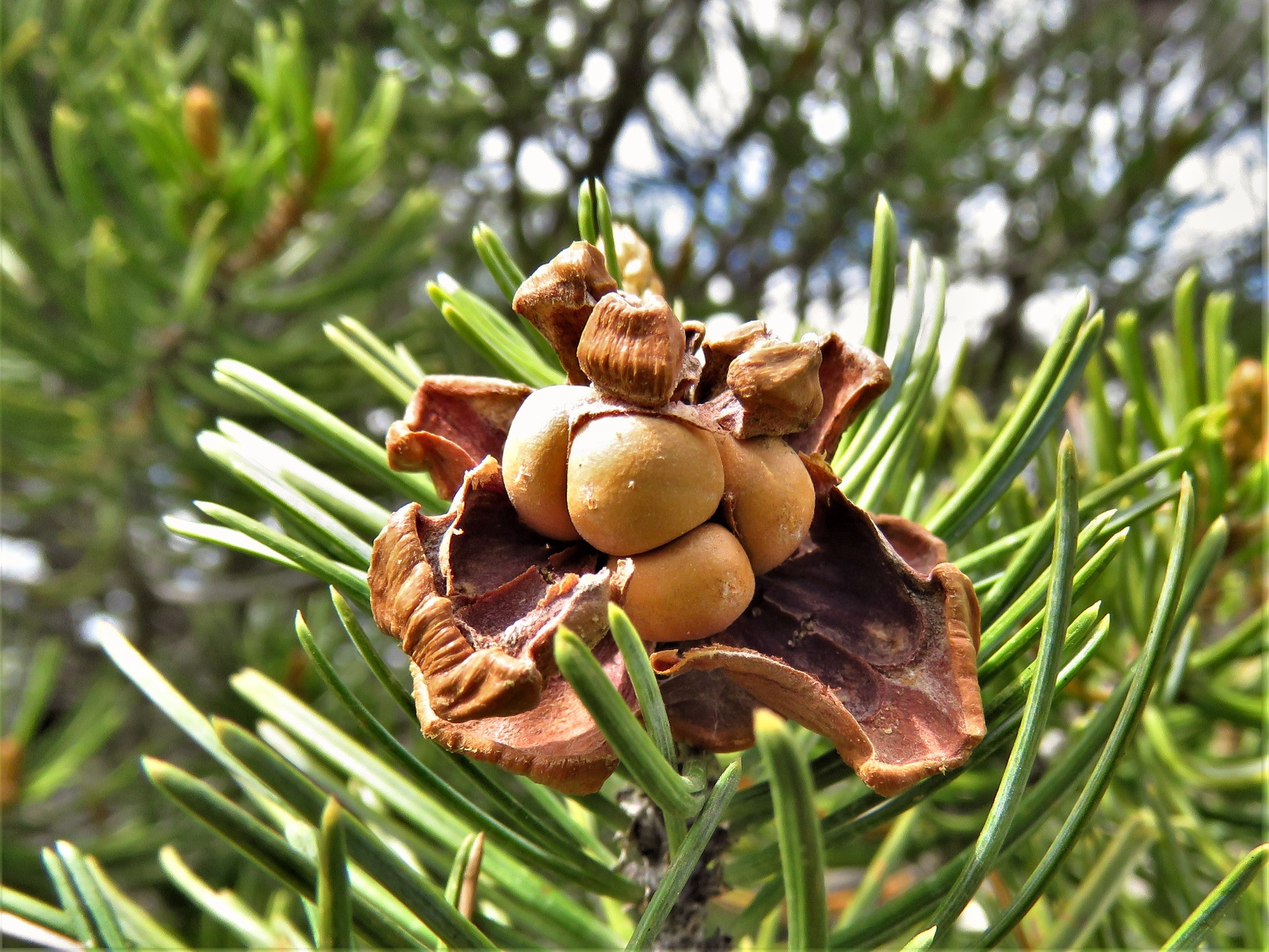 Papershell Pinyon