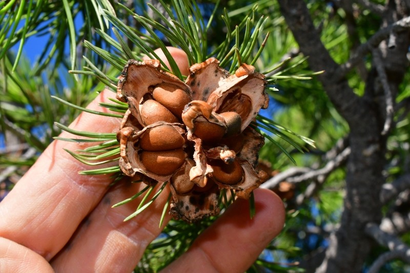 Papershell Pinyon photo 3