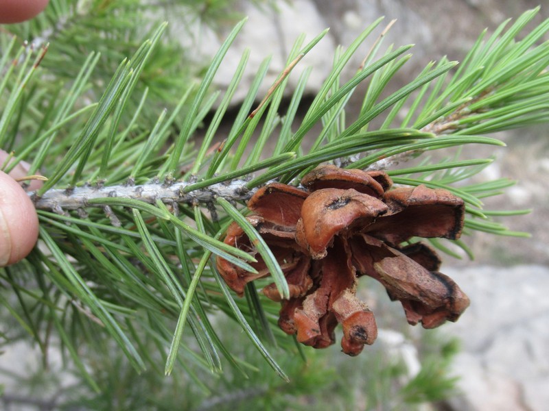 Papershell Pinyon photo 4