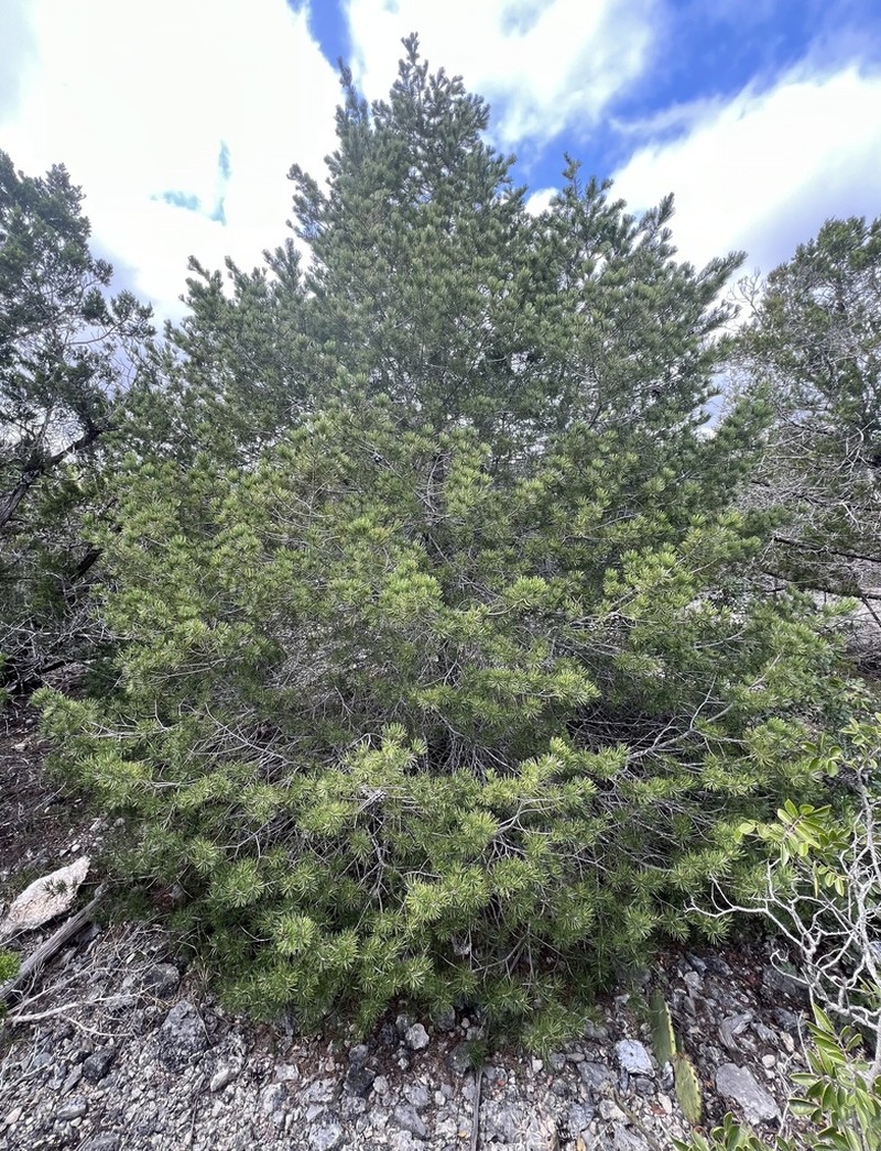 Papershell Pinyon photo 7
