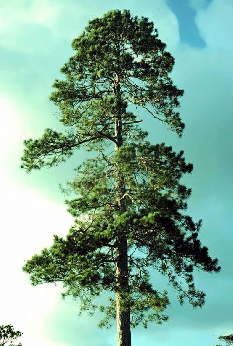 Red Pine photo 4