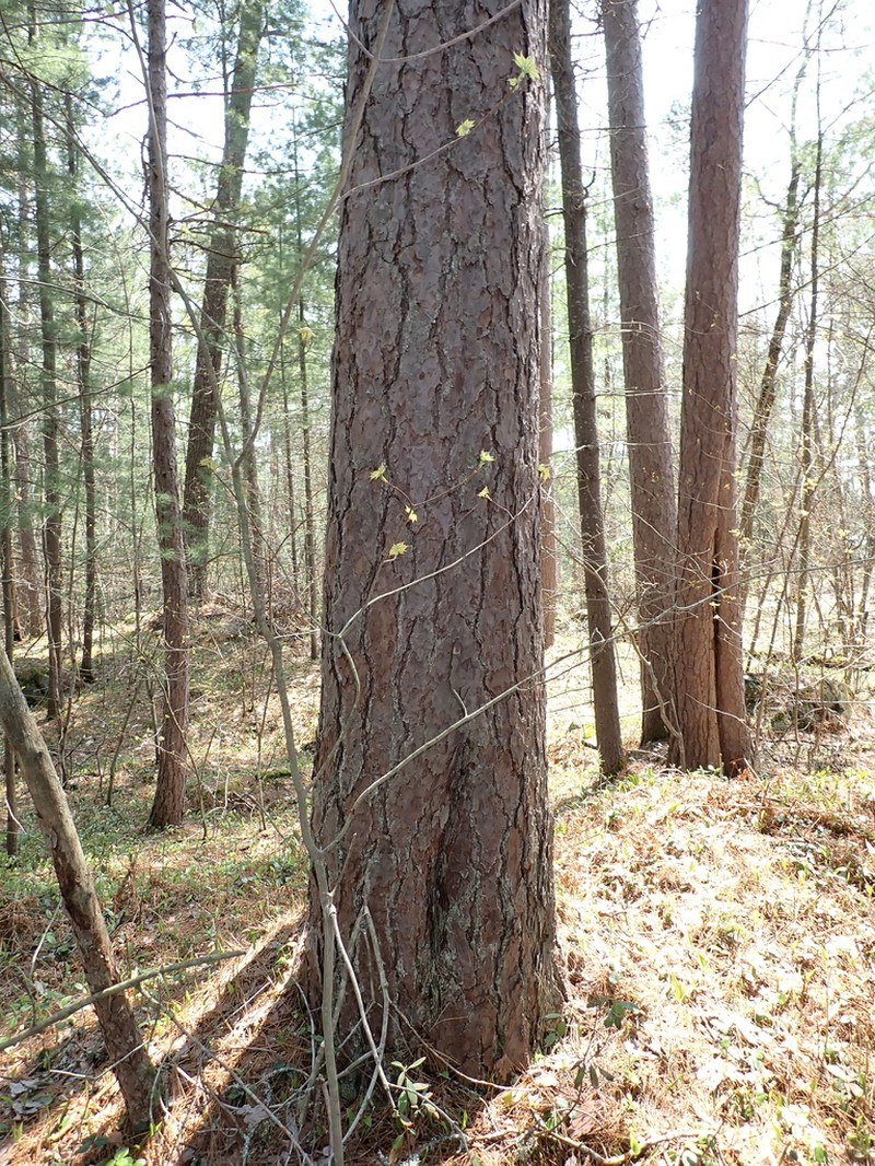 Red Pine photo 3