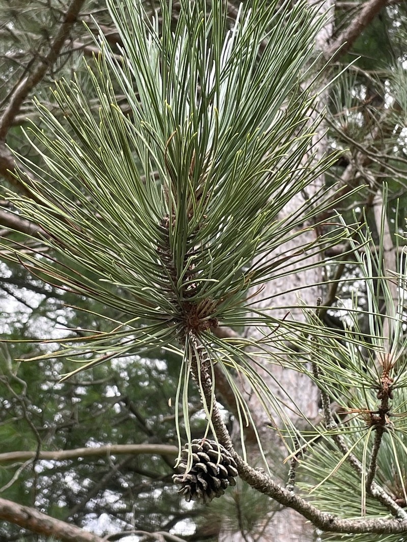 Red Pine photo 4