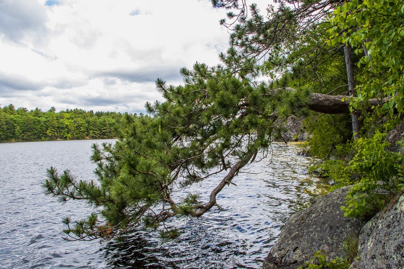 Red Pine photo 5