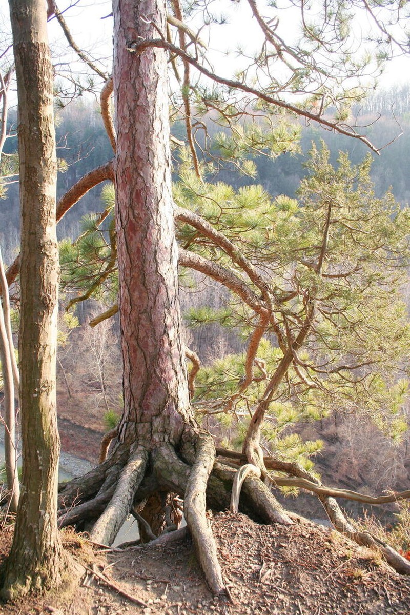 Red Pine photo 6