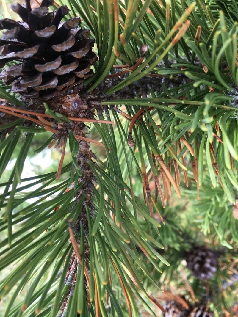 Red Pine photo 7