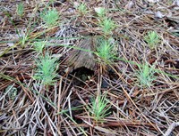 pitch pine