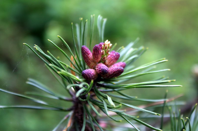 pitch pine photo 5
