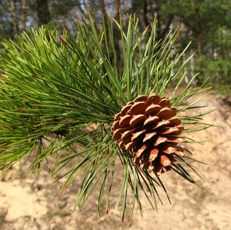 pitch pine photo 6