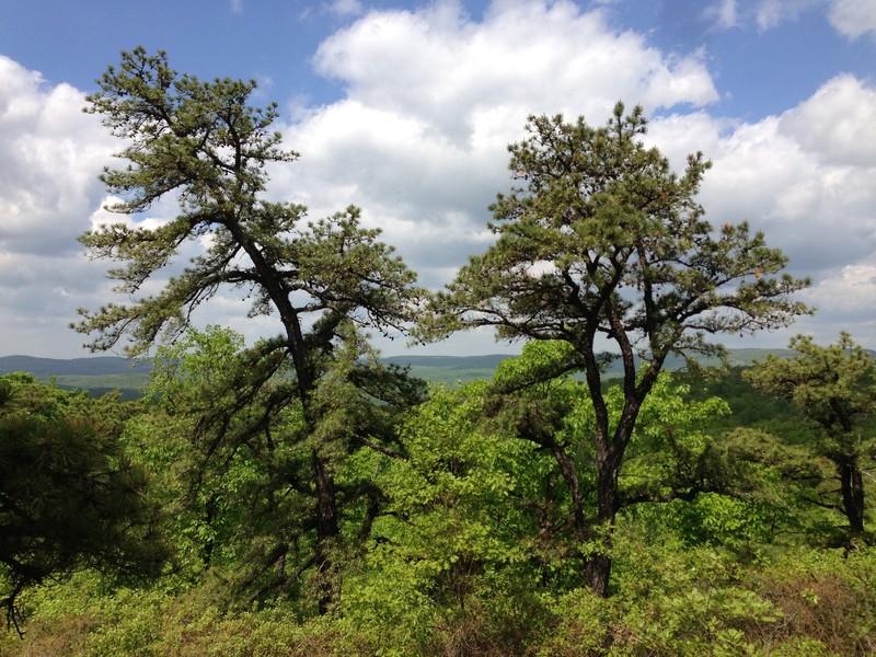 hybrid pine photo 3