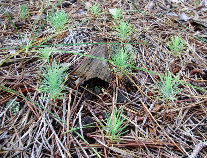 hybrid pine photo 4