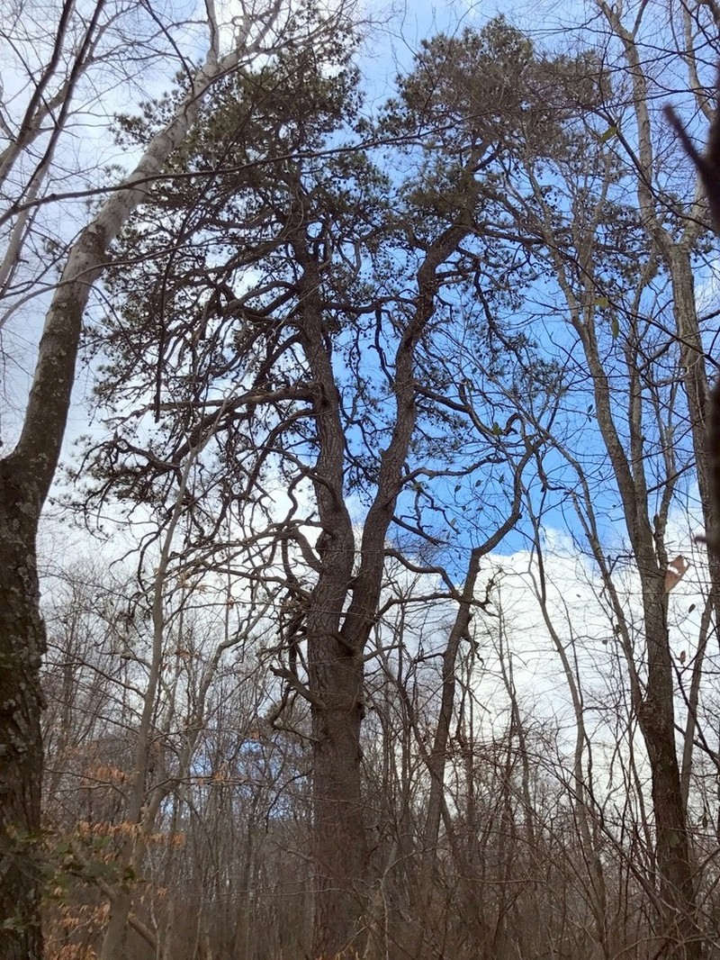 hybrid pine photo 5