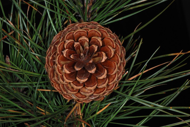 hybrid pine photo 6