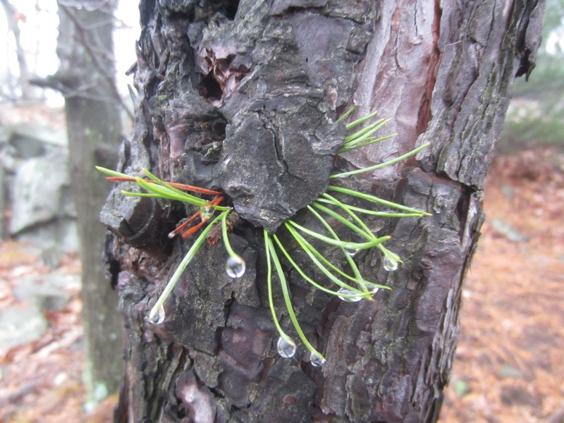 hybrid pine photo 7