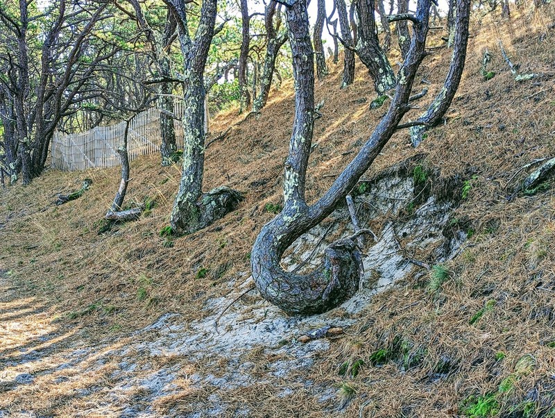 hybrid pine photo 8