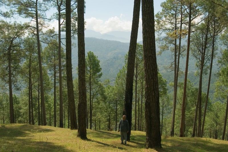 Pinus roxburghii photo 2