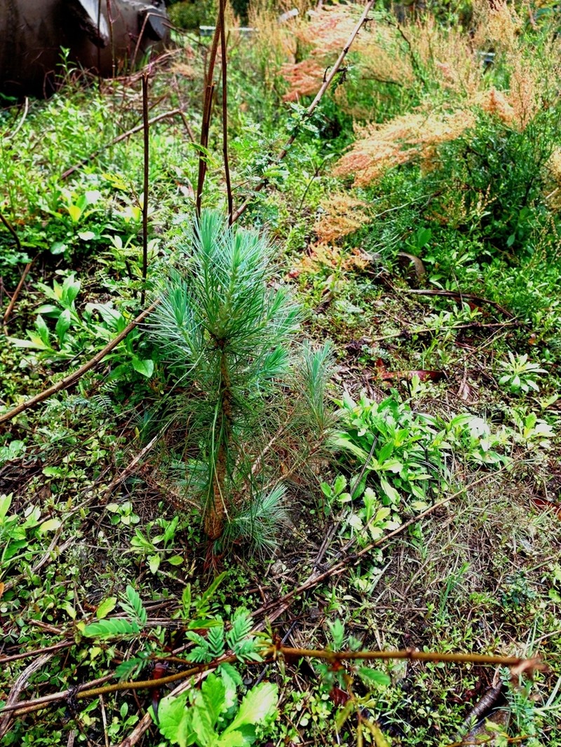 Pinus roxburghii photo 3