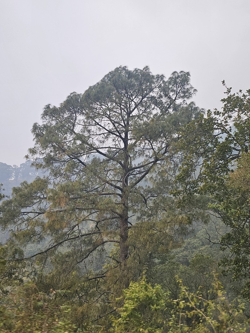 Pinus roxburghii photo 4