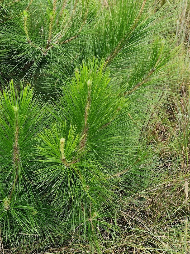 Pinus roxburghii photo 5