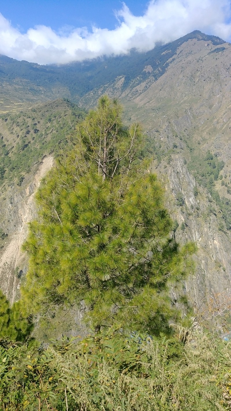 Pinus roxburghii photo 7