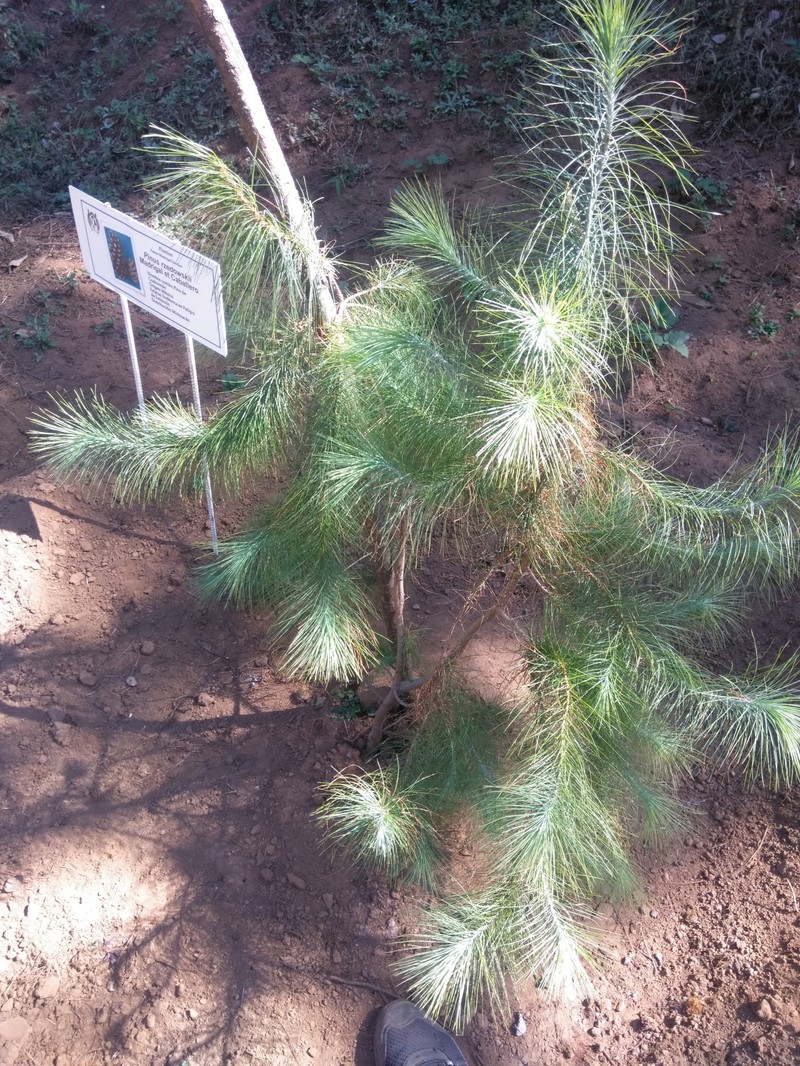Pinus rzedowskii